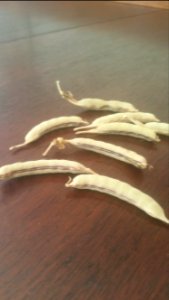 Magnolia Blossom pods