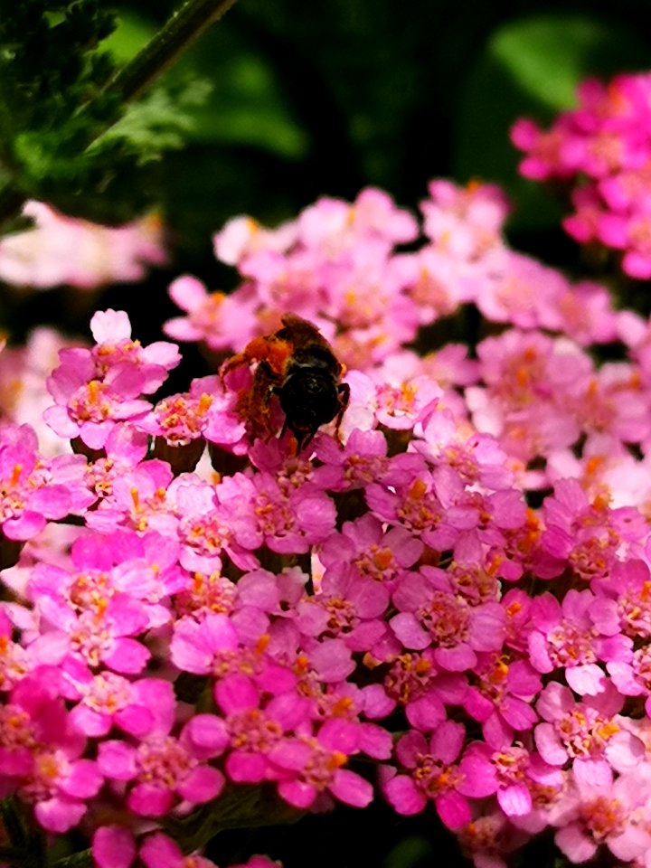 Little bee on yarrow (Achillea millefolium Desert Eve 'Deep Rose')