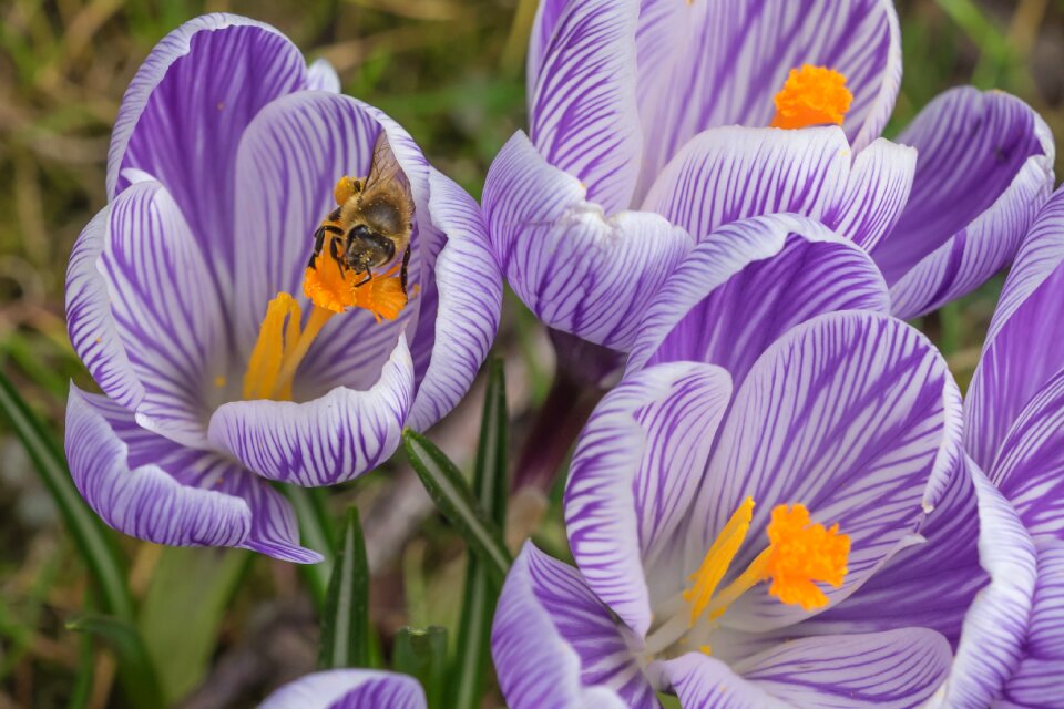 Spring crocus bloom flowers