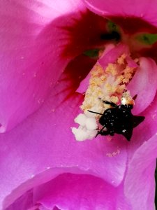 Black bee in rose of Sharon Hibiscus syriacus