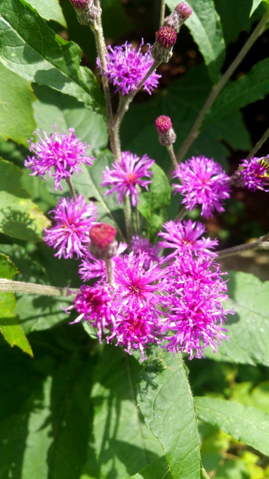 Ironweed photo