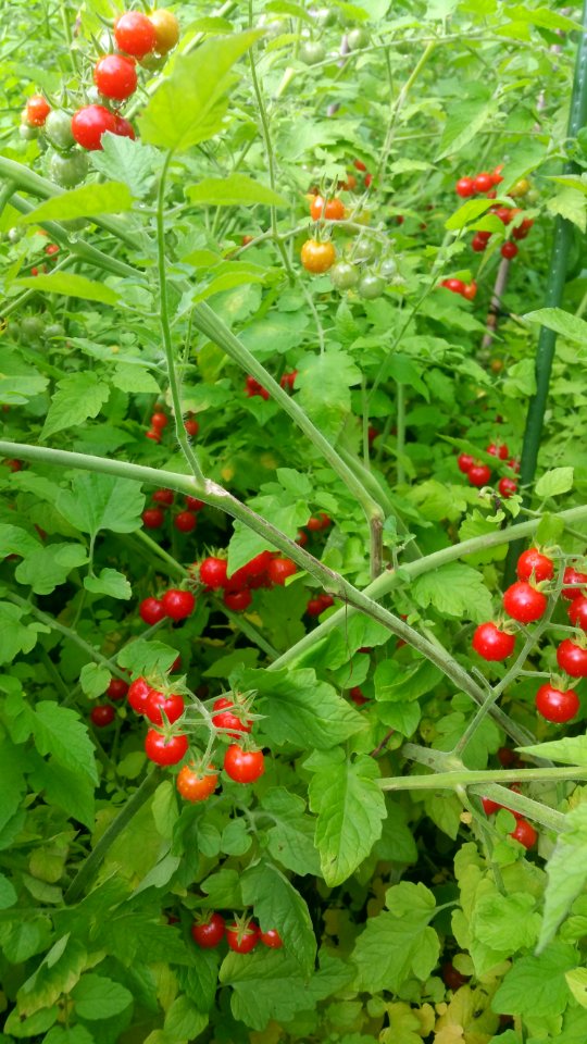 Matt's wild cherry tomatoes