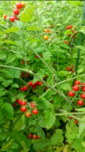 Matt's wild cherry tomatoes