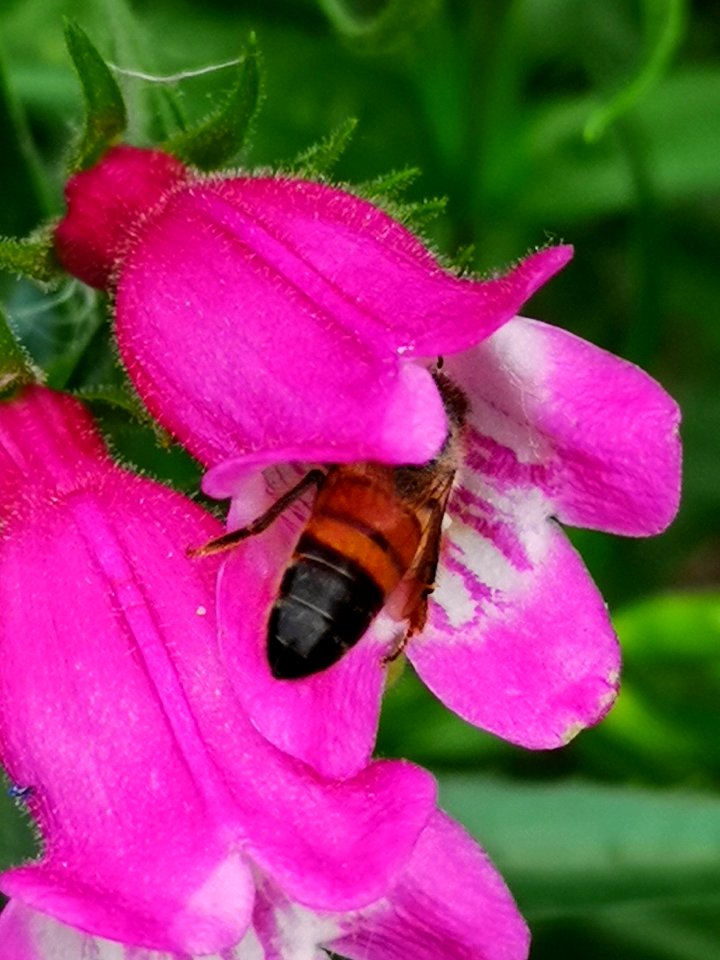Honeybee visiting beardtongue Penstemon Red Rocks
