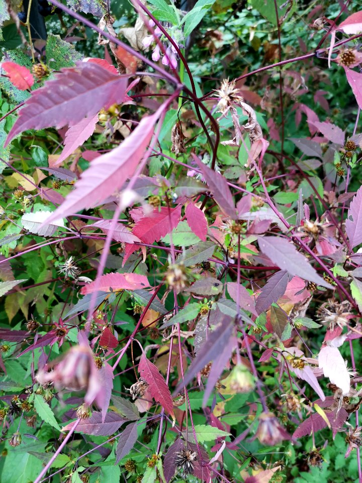Bidens showing red autumn leaf color