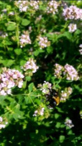 Bumblebee in oregano