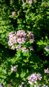 Bumblebee and honeybee in the oregano