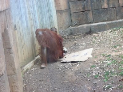 Baby and Grownup Orangutan photo