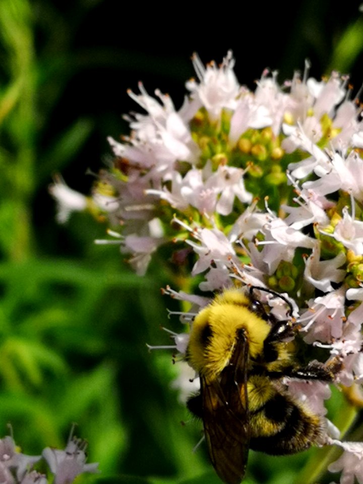 Bumblebee (Bombus sp.) visiting oregano (Origanum vulgare) flowers