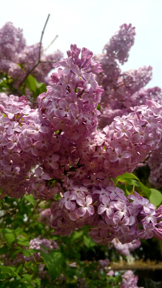 Pink lilac