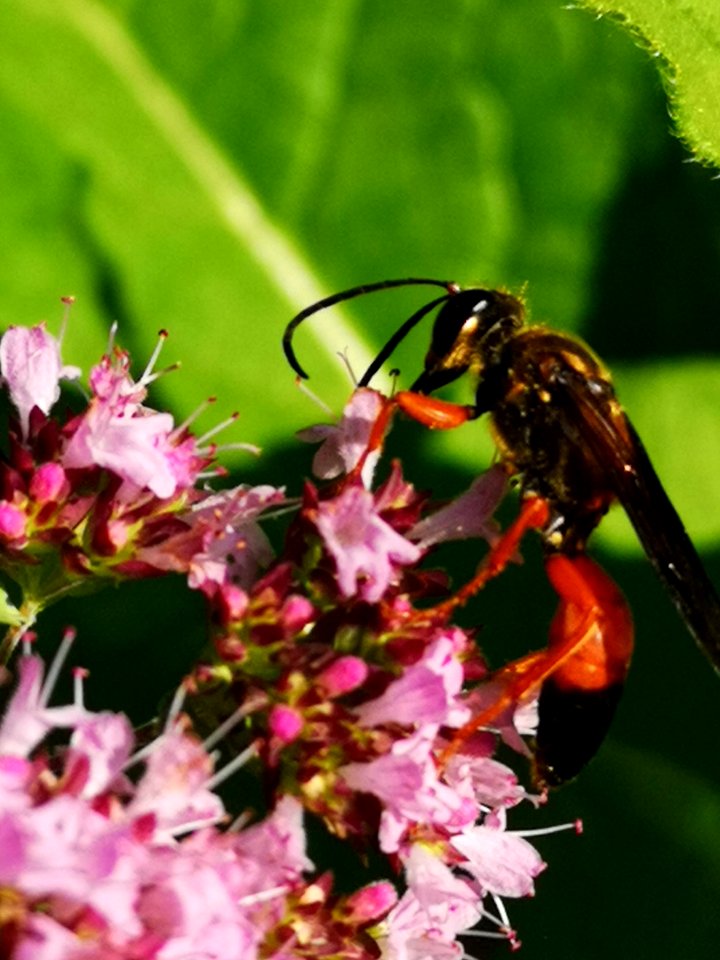 Sphex ichneumoneus visiting oregano
