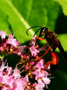 Sphex ichneumoneus visiting oregano
