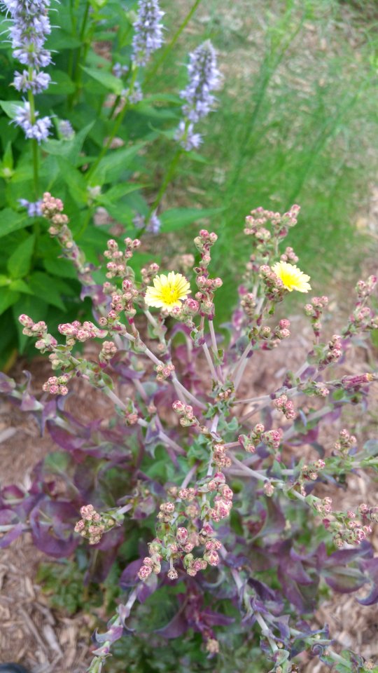 Red Flamingo lettuce, Blue Fortune agastache, fennel