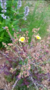 Red Flamingo lettuce, Blue Fortune agastache, fennel