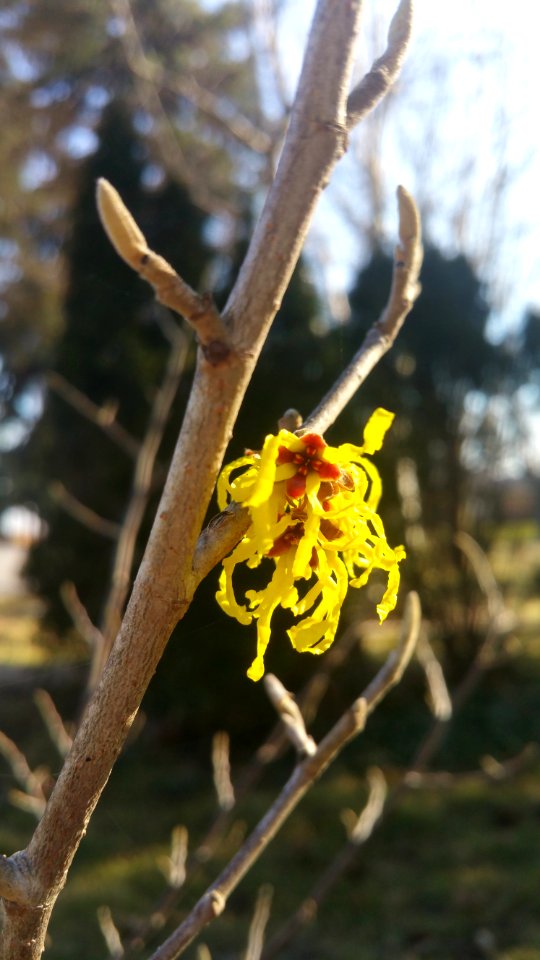 Witch hazel Arnold Promise