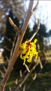 Witch hazel Arnold Promise