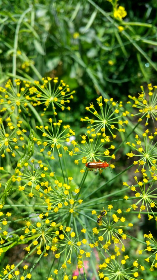 Soldier beetle on dill. They much prefer Astrantia (masterwort), Levisticum (lovage) and Foeniculum (fennel) to dill, coriander, or any other plant I grow.