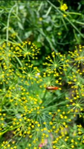Soldier beetle on dill. They much prefer Astrantia (masterwort), Levisticum (lovage) and Foeniculum (fennel) to dill, coriander, or any other plant I grow.