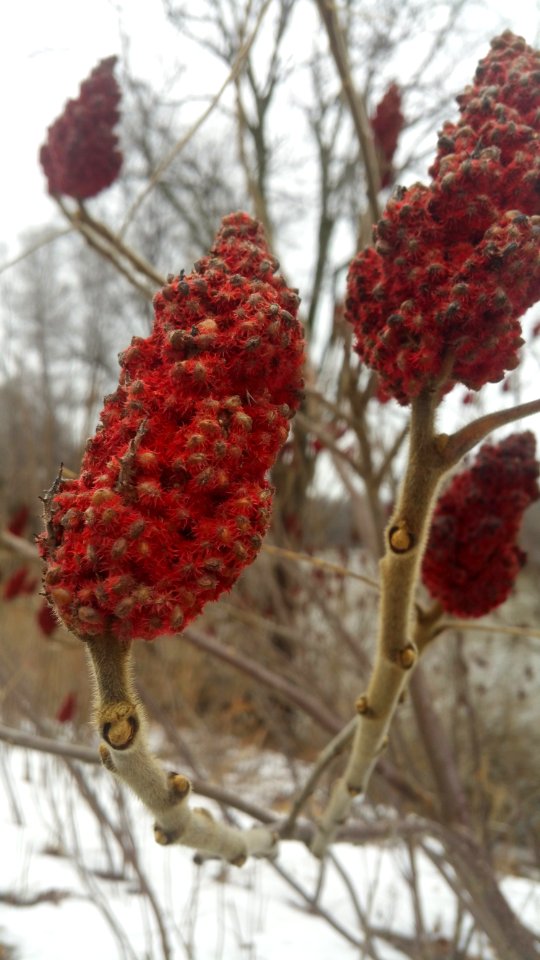 Staghorn sumac (Rhus typhina) in London, ON
