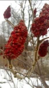 Staghorn sumac (Rhus typhina) in London, ON