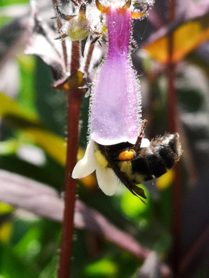 Bee visiting beardtongue flowers (Penstemon x Dark Towers)