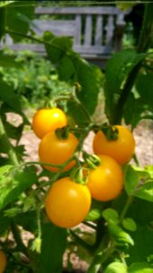 Galinas yellow cherry tomatoes. Some blight
