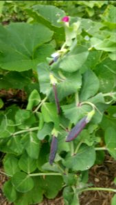 Purple peas Desiree Dwarf Blauwschokkers