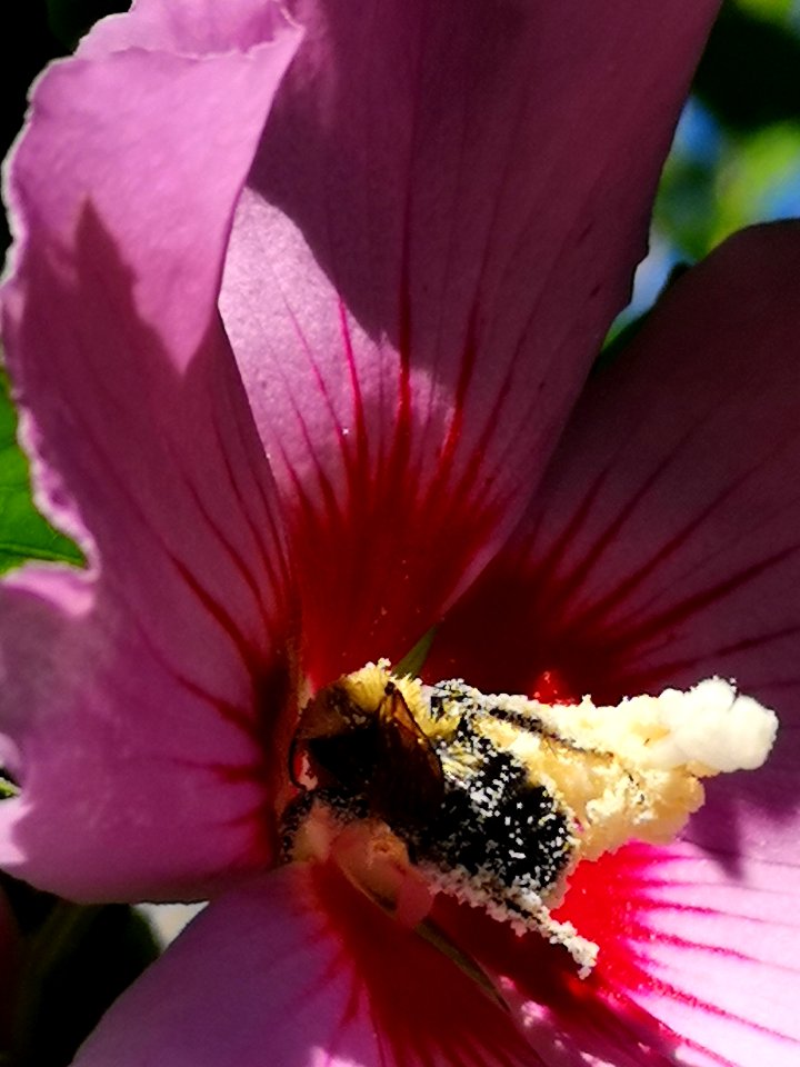 Bumblebee visiting rose of Sharon Hibiscus syriacus