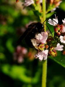 Two-spotted Longhorn bee (Melissodes bimaculatus) visiting oregano flowers (Origanum vulgare)
