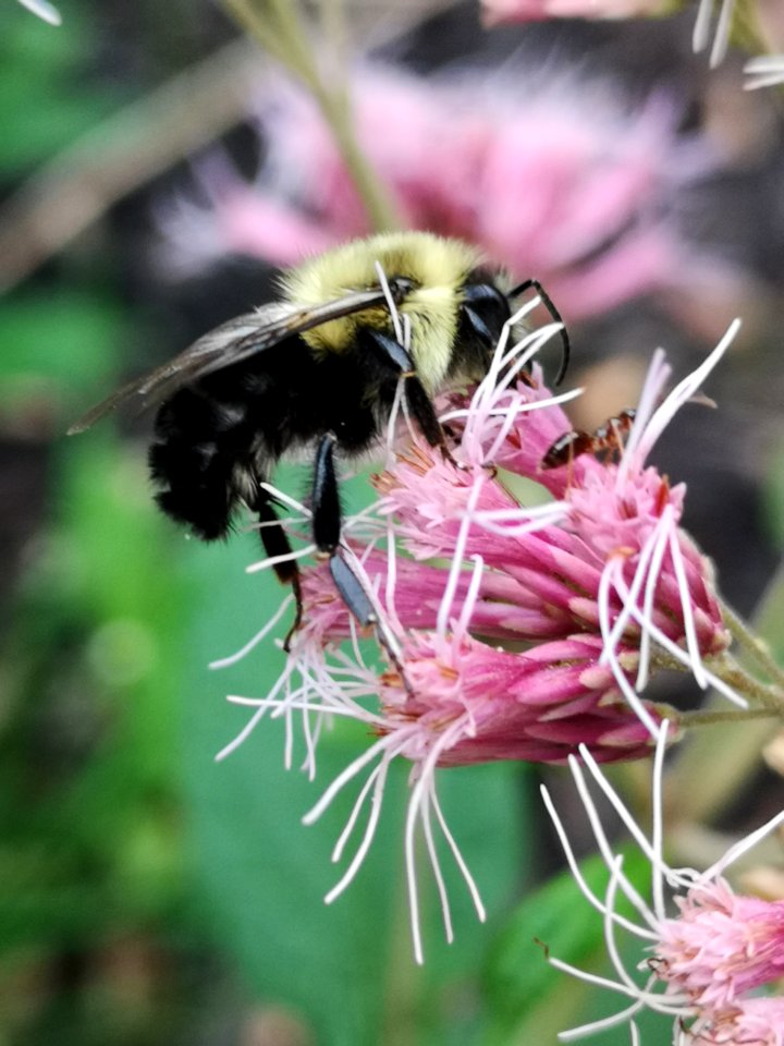 Bee on Joe Pye weed