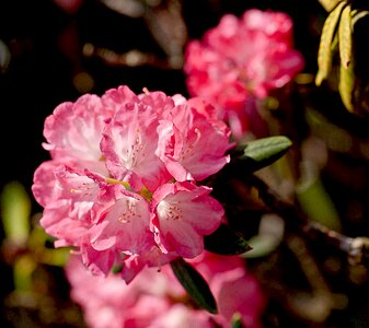 Rhododendron plant nature