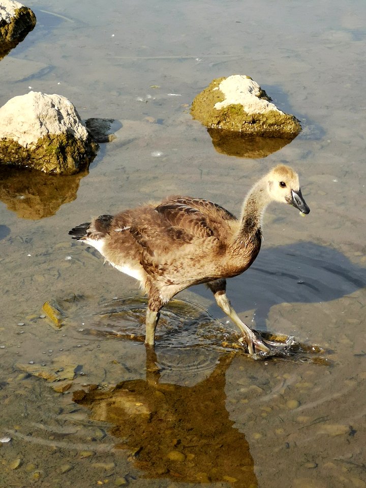 Young Canada goose (Branta canadensis)