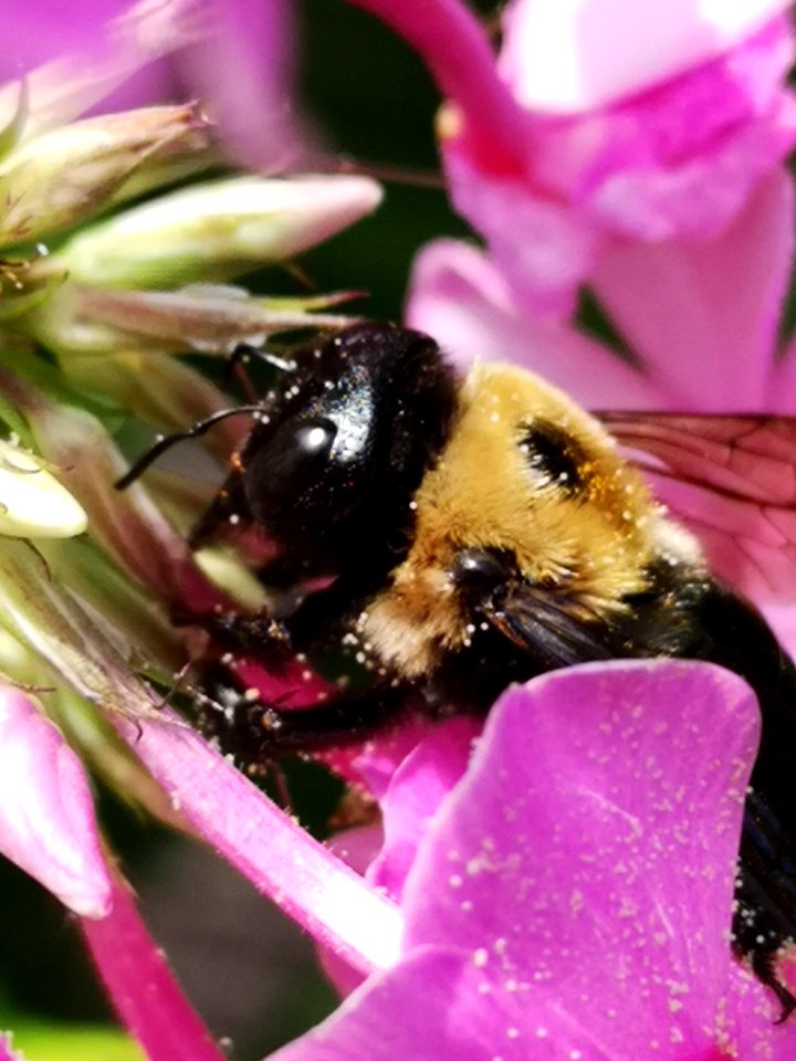 Carpenter bee (Xylocopa) with pollen nectar robbing Phlox paniculata