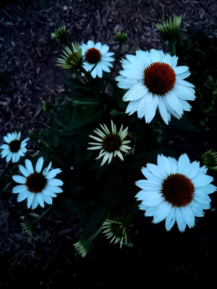 Echinacea PowWow White at dusk, good for a moon garden