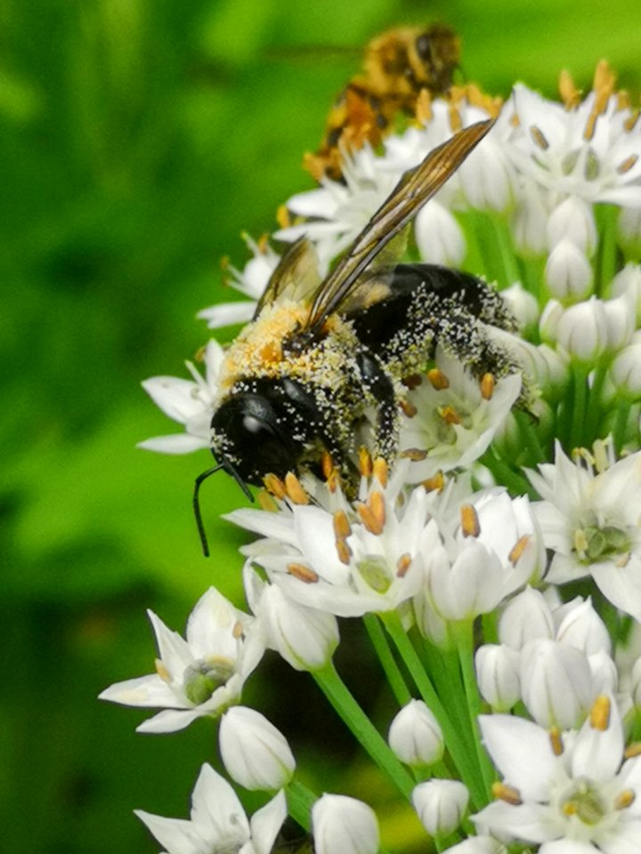 Carpenter bee Xylocopa virginica covered in pollen visiting flowers of garlic chives Allium tuberosum
