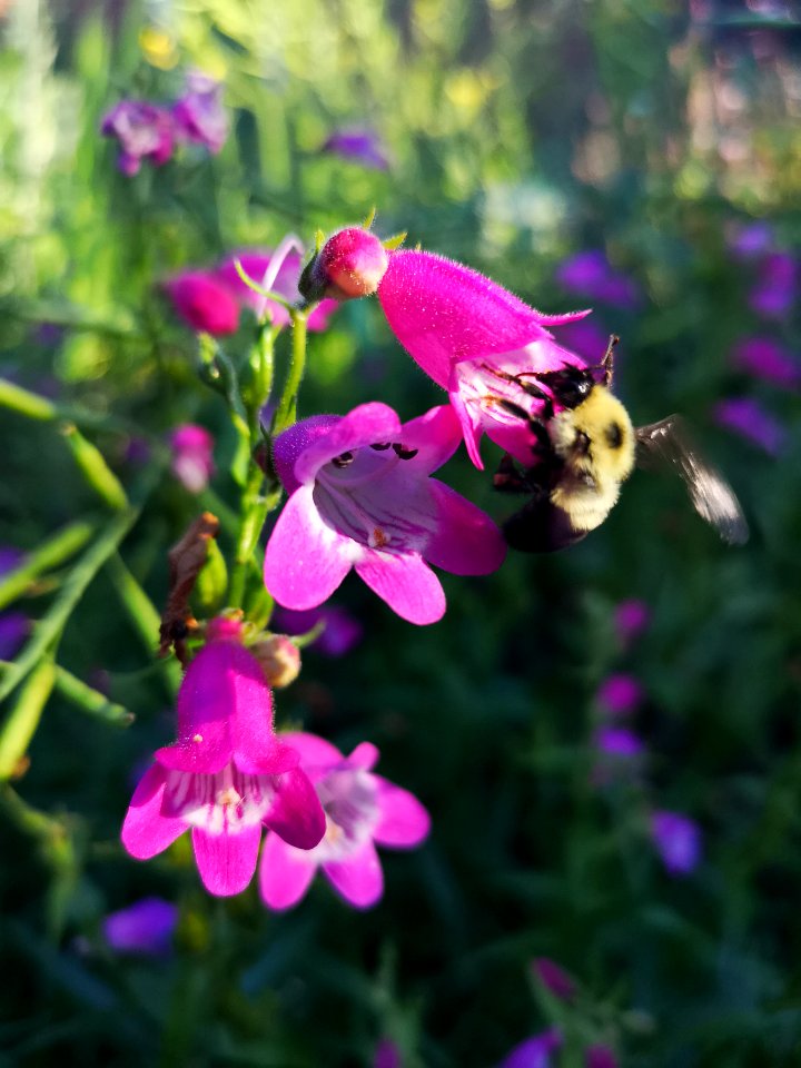 Bumblebee visiting beardtongue Penstemon Red Rocks