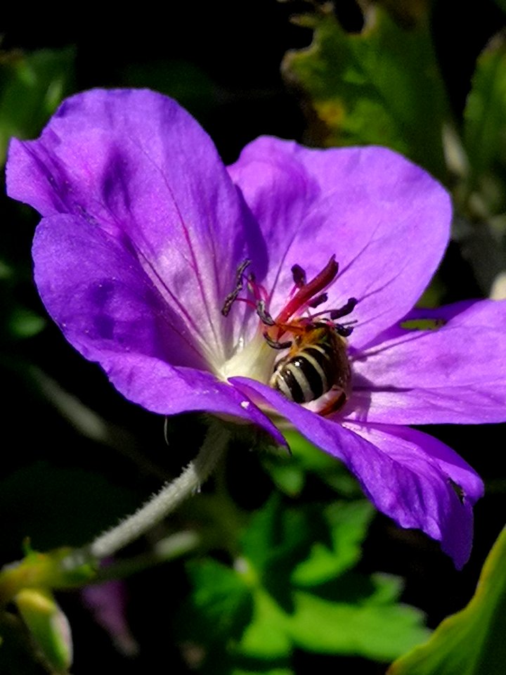 Sweat bee and Geranium