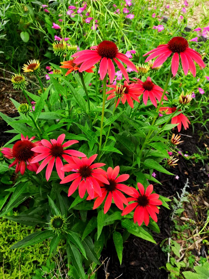 Echinacea Cheyenne Spirit