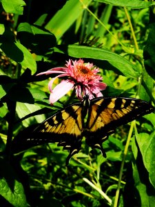 Canadian tiger swallowtail butterfly (Papilio canadensis) visiting coneflower (Echinacea 'Pink Double Delight')
