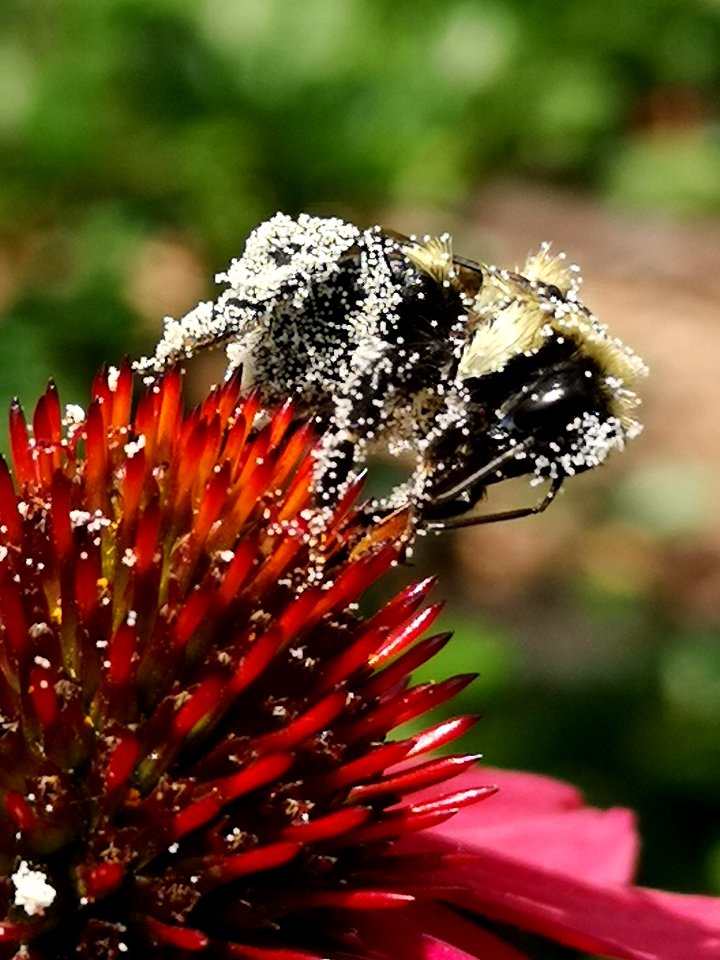 Bumblebee covered with pollen visiting coneflower Echinacea 'Cheyenne Spirit'