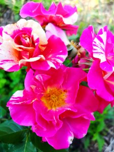 Striped pink and white rose (Rosa 'Candy Land')