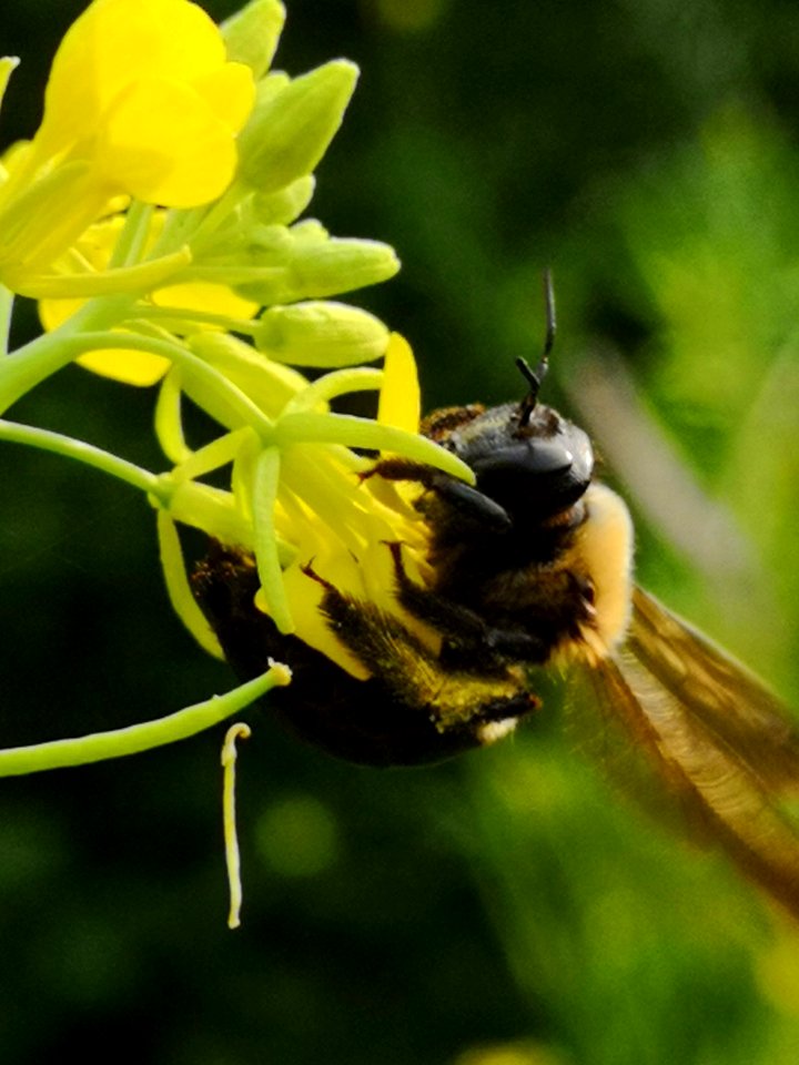 Carpenter bee Xylocopa visiting mustard flowers Brassica juncea