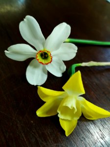 Comparing daffodils. Narcissus poeticus vs yellow narcissus Pipit (jonquil hybrid). Both fragrant, poet's daffodil a bit more strongly. Pipit much earlier to bloom and has many flowers per bulb