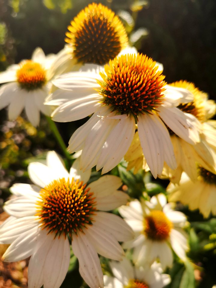 Echinacea PowWow White