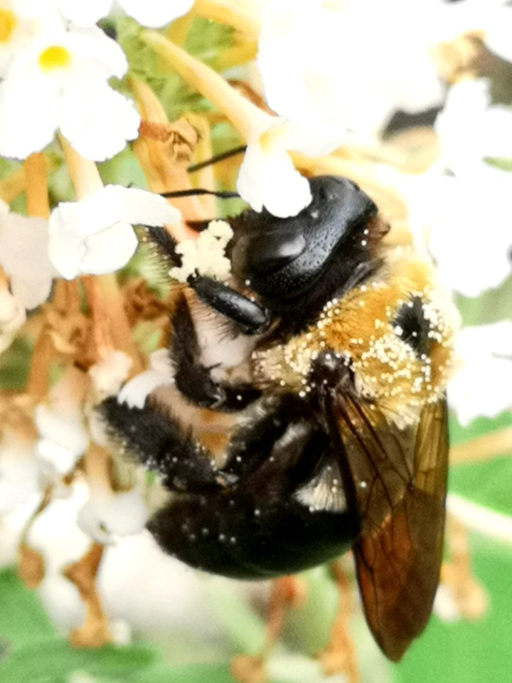 Carpenter bee Xylocopa virginica nectar robbing butterfly bush Buddleja