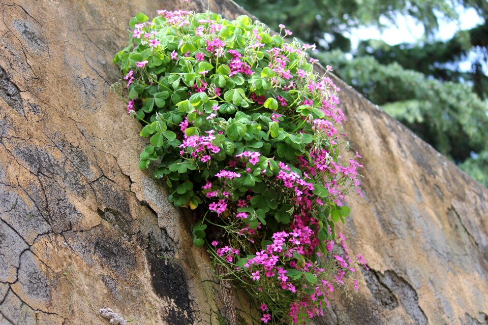 Flowers wall clover