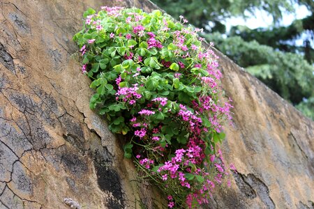 Flowers wall clover