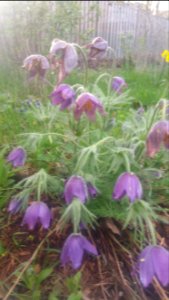 Pulsatilla