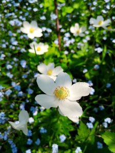 Windflower, Wood Anemone (Anemone nemorosa) and forget-me-not (Myosotis sylvatica)