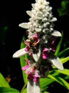 Wool carder bee on lamb's ears (Stachys byzantina 'Fuzzy Wuzzy')